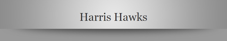 Harris Hawks