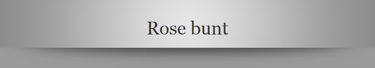 Rose bunt