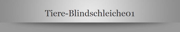 Tiere-Blindschleiche01