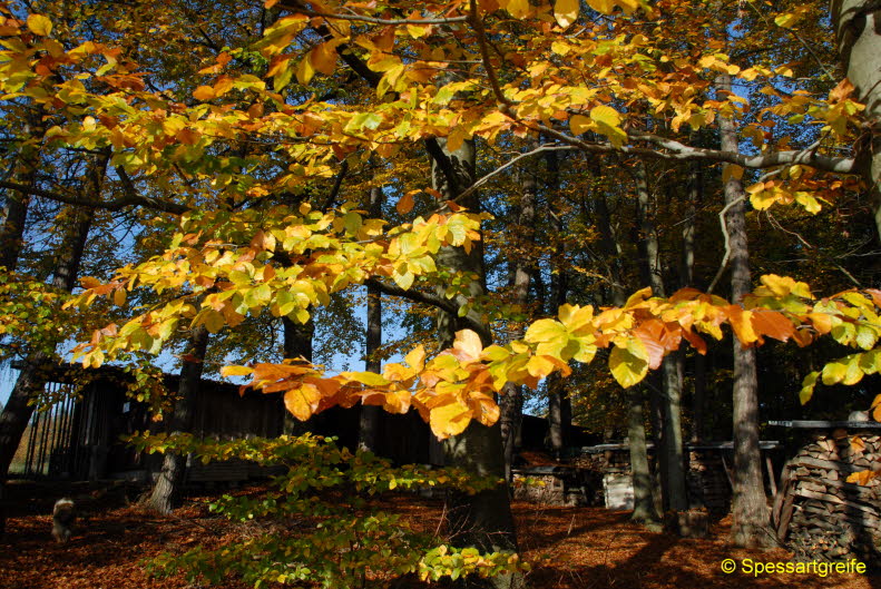 Hasselberg04