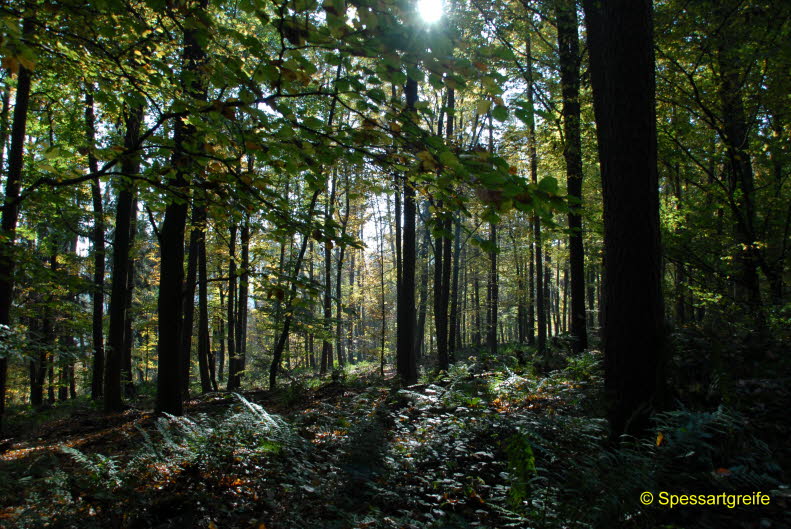 Hasselberg15