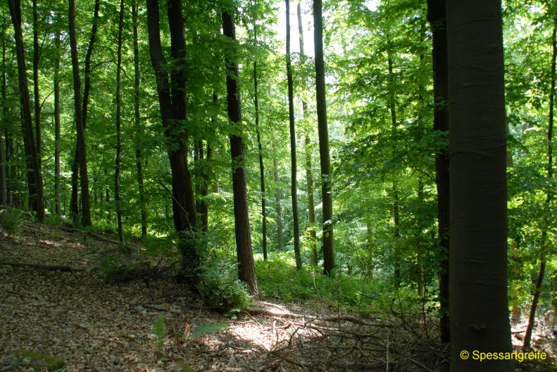 Hasselberg16