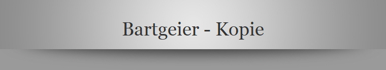 Bartgeier - Kopie