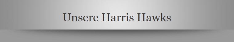 Unsere Harris Hawks